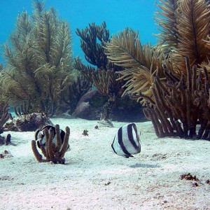 Bonaire 2005