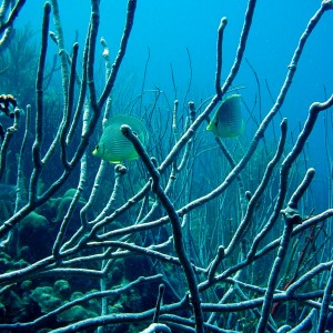 Bonaire 2005