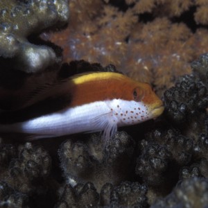 Hawkfish