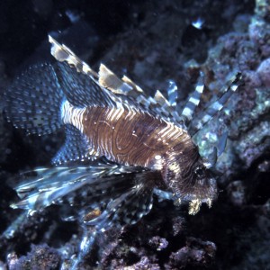 Lionfish