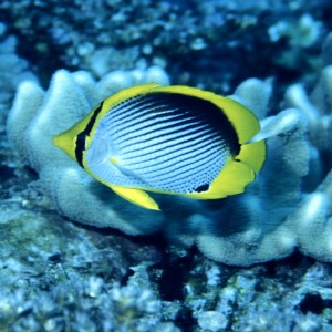 Butterfly Fish