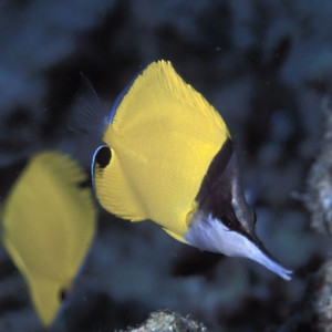 Longsnout Butterfly Fish