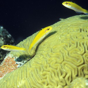 Brain Coral with Wrasses