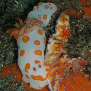 Nudibranch is eating...