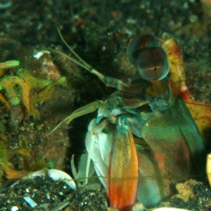 lembeh_mantis_shrimp2