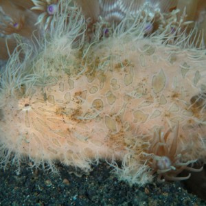 lembeh_hairy_frogfish