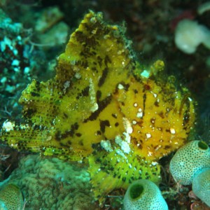 komodo_leaf_scorpionfish