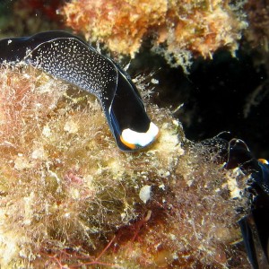 Nudibranch - Inornate Chelindonura