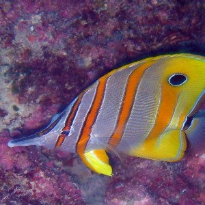 Beaked Coralfish