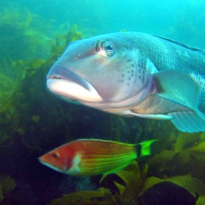 Cod and Scarlet Wrasse