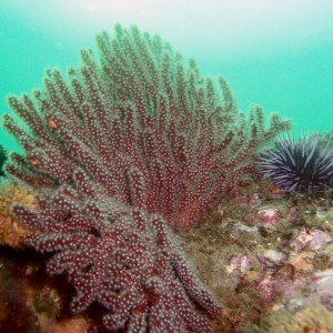 Brown gorgonian and Purple Urchin