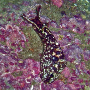 Sea Hare