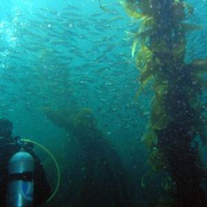 Bait Ball - Catalina