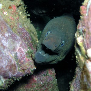 Moray Eel - Catalina