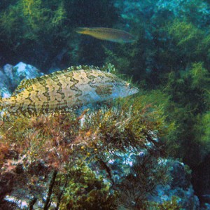 Kelp Fish - Catalina