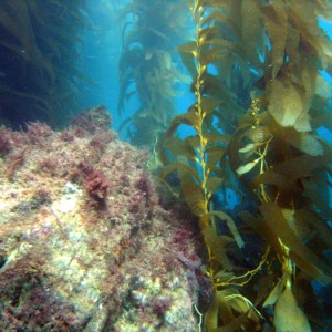 Kelp  Catalina