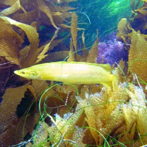 Pipe Fish - San Clemente