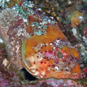 Scorpion Fish - San Clemente