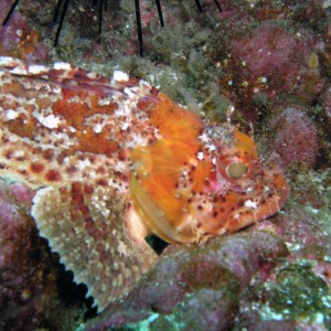 Scorpion Fish - San Clemente