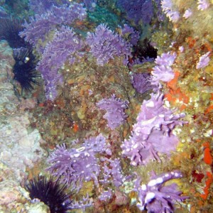 Purple Hydro Coral