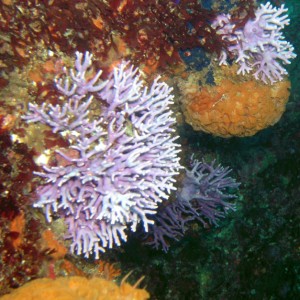 Purple Hydro Coral