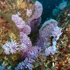 Purple Hydro Coral