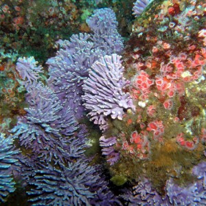 Purple Hydro Coral