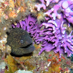 Moray Eel