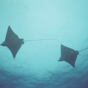 Eagle Rays/Cancun