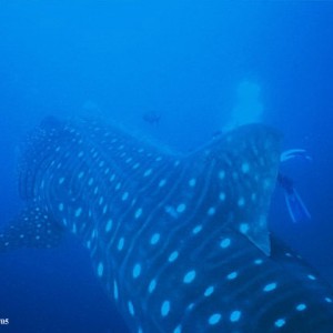 Whale Shark, Darwin Island Galapagos