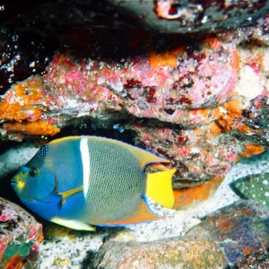 King Fish, Galapagos