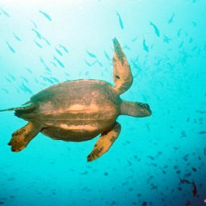 Turtle, Wolf Island Galapagos