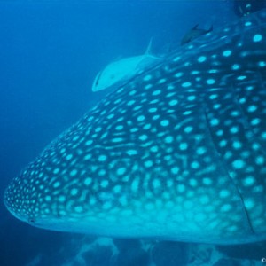 Whale Shark Project