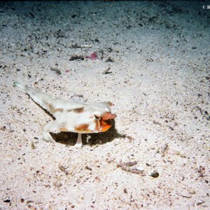 Red Lipped Bat Fish, Night Dive- Wolf, Galapagos