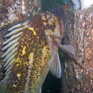 Yellowstripe Rock Fish