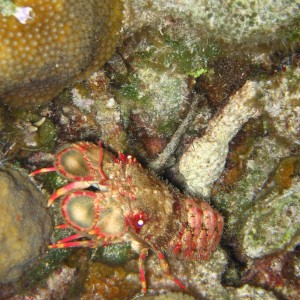 Slipper Lobster