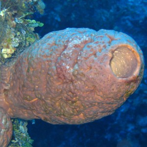 Stovepipe Coral