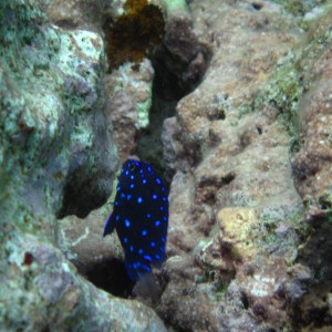 Juvenile Damsel