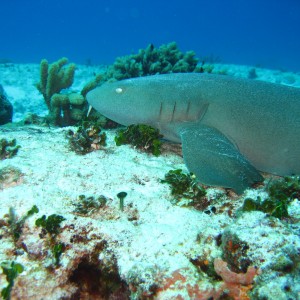 Nurse Shark