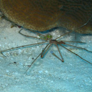 arrow crab