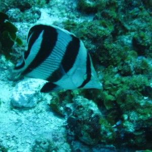 Banded Butterfly