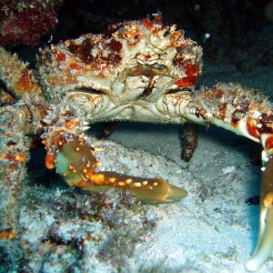 cancun crab