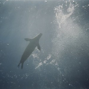 Monk seal in Oahu