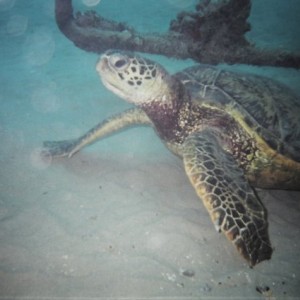 Green sea turtle (honu) in Oahu (electric beach)