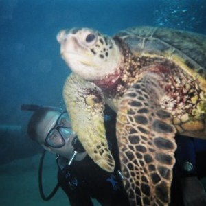 Green sea turtle in Oahu (Electric beach)