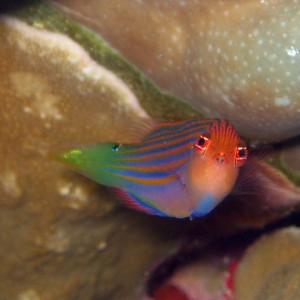 Six Line Wrasse