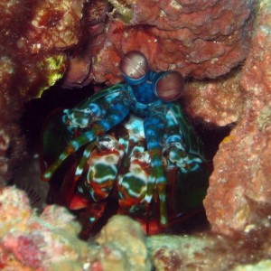 Mantis Shrimp