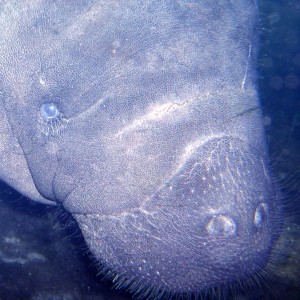 Manatee Up Close and Personal