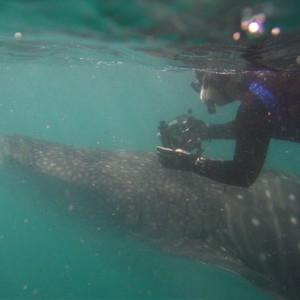 Whale shark in La Paz