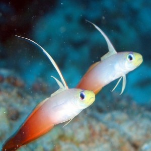 A Pair of Flame Dartfish